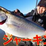 【ヒラメ&青物】サーフで釣れる、ジャーキングのやり方。