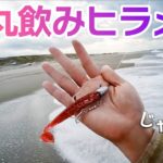 新常識！ヒラメ釣るなら「ロ○○○○○○リー」し続けなさい！……ませ！