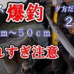 【カマス爆釣】５０㎝もでた！４０～５０㎝が入れ食い。釣れすぎ注意の冬のカマス釣り。アジングタックルで釣るから面白い。