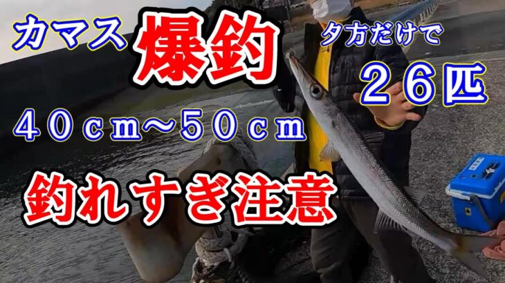 【カマス爆釣】５０㎝もでた！４０～５０㎝が入れ食い。釣れすぎ注意の冬のカマス釣り。アジングタックルで釣るから面白い。