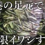 【サビキ釣りの敗北…】足元に寄って来たイワシを無限にすくう方法がありました