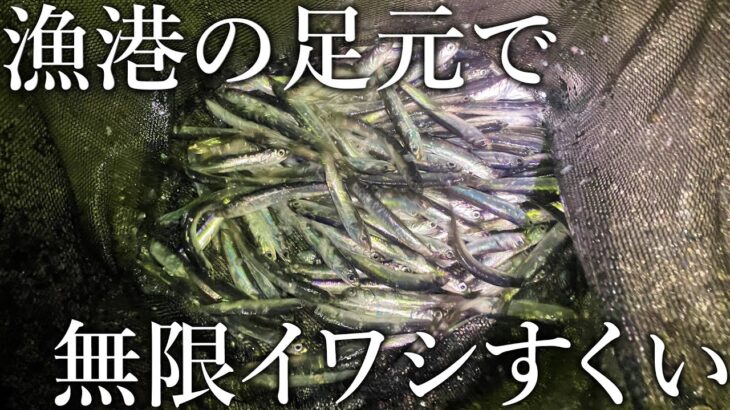 【サビキ釣りの敗北…】足元に寄って来たイワシを無限にすくう方法がありました