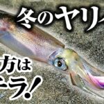 【冬のヤリイカエギング】エギを使ったヤリイカの釣り方がコチラ！