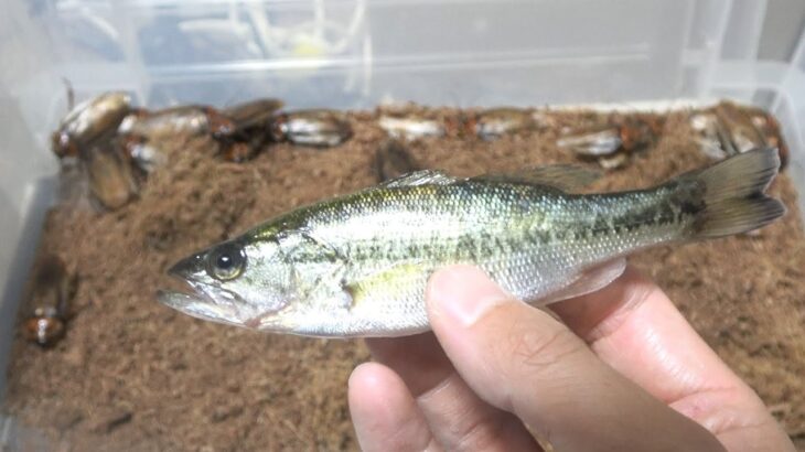 大量の肉食ゴキブリの中にブラックバスを落とすと…