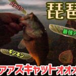 冬の琵琶湖はカバースキャット！寒波到来のこの季節でもデプスのカバァァァァスキャットォォォォ！ついに来た今年の琵琶湖バスフィッシング！冬のバス釣りも高比重系ワームは好反応！【琵琶湖バス釣り】