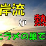 遠州灘サーフの離岸流を攻めると・・ベイトが打ちあがりヒラメが釣れる