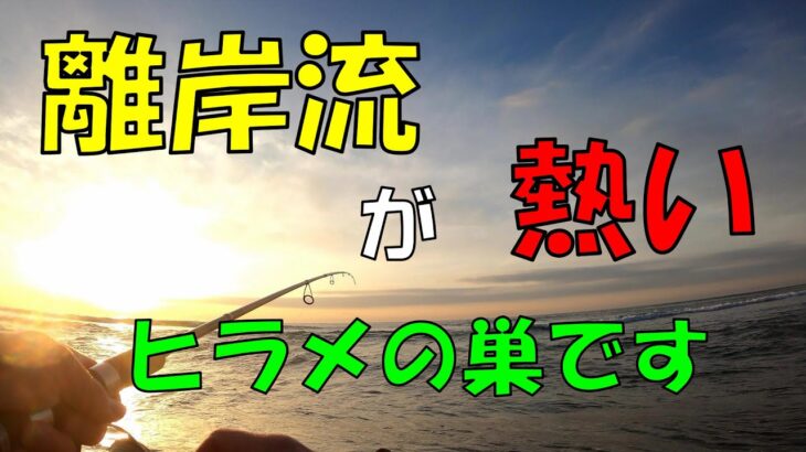 遠州灘サーフの離岸流を攻めると・・ベイトが打ちあがりヒラメが釣れる