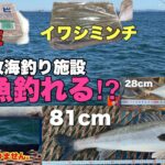 【本牧海釣り施設】冬のサビキ釣り！餌の有効性は？冬は大型魚が狙える！！