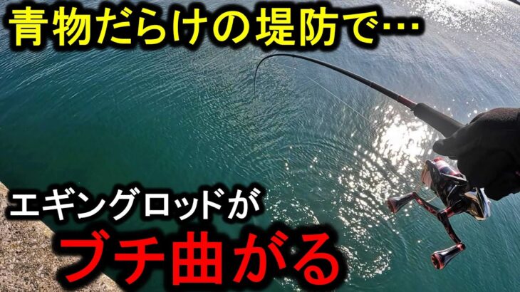 突如、堤防で爆沸きした青物祭りにエギングタックルで挑むと竿がブチ曲がる。【堤防】