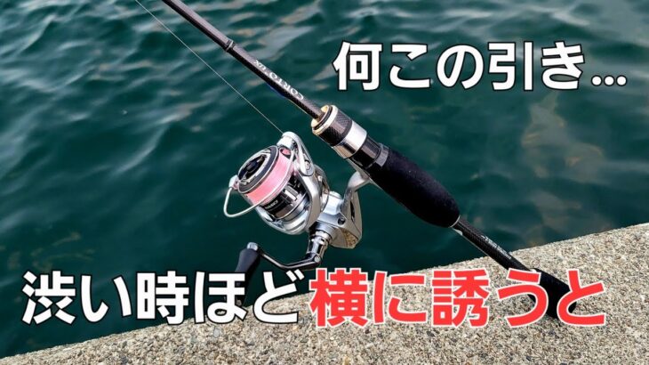 【アジング】激流のデイアジング。テトラ帯を攻略。渋い時の打開策？！とまらぬドラグも・・・