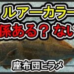 ルアーカラーは釣果に本当に影響するのか？？