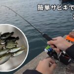 【波崎新港】堤防でサビキ釣り、いろんな魚が釣れた…！！【茨城県】【トリックサビキ】