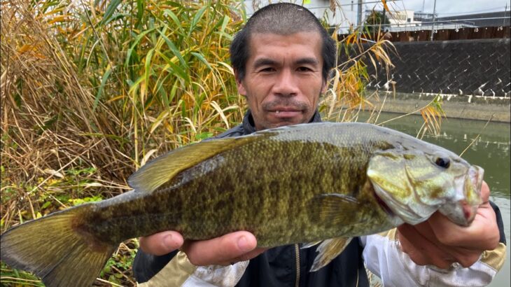 【埼玉バス釣りポイント】草加の古綾瀬川でスモール連発！埼玉オススメポイント紹介！【バス釣り】