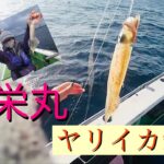 ヤリイカ釣り【中乗りさん指導付き】初めましてのお魚登場