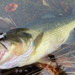 初冬から厳寒期、こんな場所を狙えばデカバスが釣れてしまいます「バス釣り」「野池」「初心者」