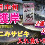 【本牧海釣り施設】新護岸 ぶっこみサビキ入れ食い！　２連！３連！４連！（サビキ釣り、泳がせ釣り）