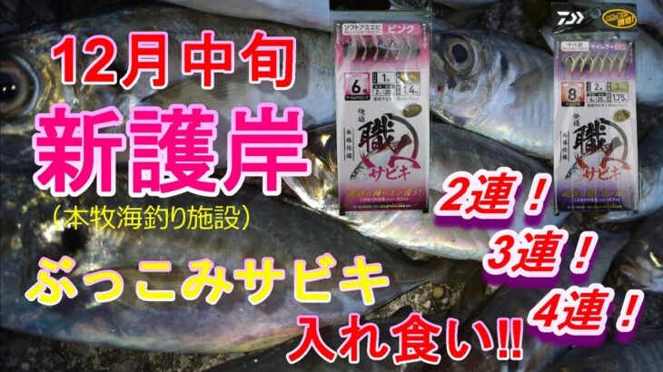 【本牧海釣り施設】新護岸 ぶっこみサビキ入れ食い！　２連！３連！４連！（サビキ釣り、泳がせ釣り）