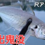 【アジング】デイアジングで尺アジクラス連発。デカアジを釣る為にしてる事