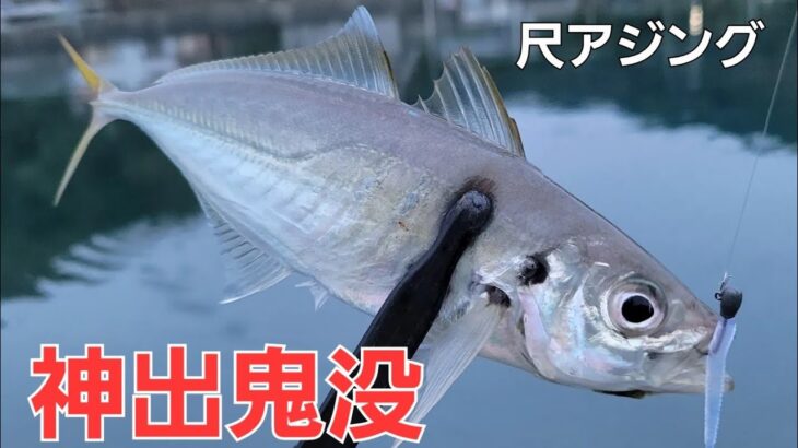 【アジング】デイアジングで尺アジクラス連発。デカアジを釣る為にしてる事