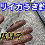 イカが抱く位置に針を仕掛けてみました🦑