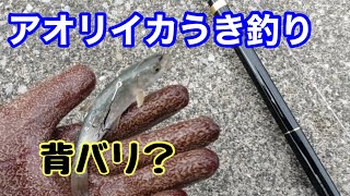 イカが抱く位置に針を仕掛けてみました🦑