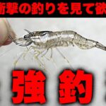 【衝撃】あまりにも釣れすぎるエビ撒き釣りの凄さをお見せします