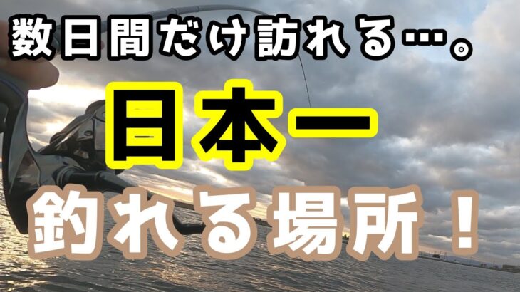 【シーバスの楽園があります(前編)】1年に数日間だけ訪れる爆釣の場所に行ったらヤバかった…。