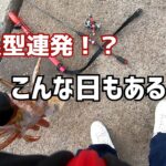 【エギング】1月後半の爆風に良型が釣れました