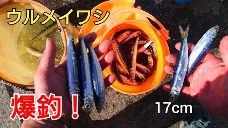 サビキ釣りでウルメイワシのアタリが止まらない!100匹以上！