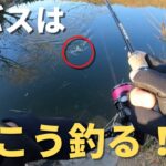 【バス釣り】初バスが釣りたい人はこの釣り方を真似して下さい。実釣を交えて釣り方を解説します。難しい真冬に簡単に釣るコツとは？【1月・2月バス釣り】【謹賀新年】【初釣り】