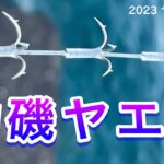 2023 ヤエン（イカ）４　【沖磯ヤエン】竿投げる!!