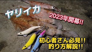 【邪道エギング】2023年ヤリイカシーズン到来!!