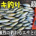 アジがサビキで強烈に爆釣れる最強のアジ釣りをしてみた！最強エサ×最強仕掛け！あの時間から入れ食い連発でアジが止まらない【アジ爆釣物語の2023！】