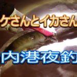 【北海道石狩湾・小樽釣り】岩内港夜釣り　ホッケさんとイカさんの日　2023.1.8（ヤリイカ・マメイカ・ホッケ）