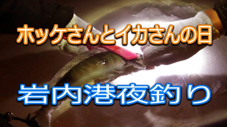 【北海道石狩湾・小樽釣り】岩内港夜釣り　ホッケさんとイカさんの日　2023.1.8（ヤリイカ・マメイカ・ホッケ）