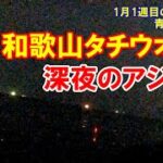 今年もよろしく、2023年年始釣り開始。太刀魚釣り、サビキ釣り、青物ノマセ釣り。1月1週目の太刀魚釣り、青物ノマセ釣り。