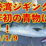 伊勢湾ジギング　今年初の青物がブリ！　2023/1/9　最近渋い日が続く伊勢湾でブリを釣りました！　脳締め　血抜き　神経締め