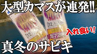 このサビキで大型の尺カマスが大漁連発した！2時間で30匹の入れ食い！？最上の食べ方で食べます