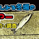 アジングロッドで夜釣り調査!寒さしみる冬場のルアー！[77まい］