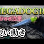 １月３１日　　MEGADOG飛ぶな～～【毎日釣り】