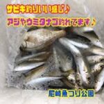 サビキ釣りでアジ＆ウミタナゴ♪ fishing max武庫川店