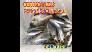 サビキ釣りでアジ＆ウミタナゴ♪ fishing max武庫川店