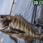 【神戸空港】サビキ釣りアジ情報！fishingmax神戸ハーバー店2023/01/22