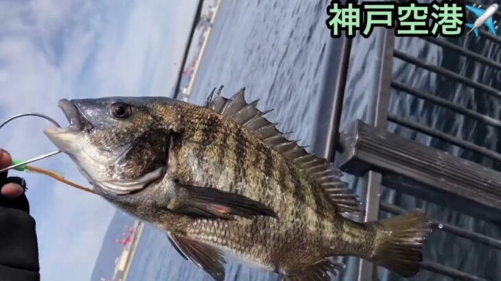 【神戸空港】サビキ釣りアジ情報！fishingmax神戸ハーバー店2023/01/22