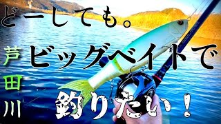 【バス釣り】芦田川でビッグベイトでどうしても釣りたい！　@puchi_tobi