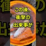 サビキ釣りで起こる衝撃の出来事 #shorts #サビキ釣り #衝撃エピソード