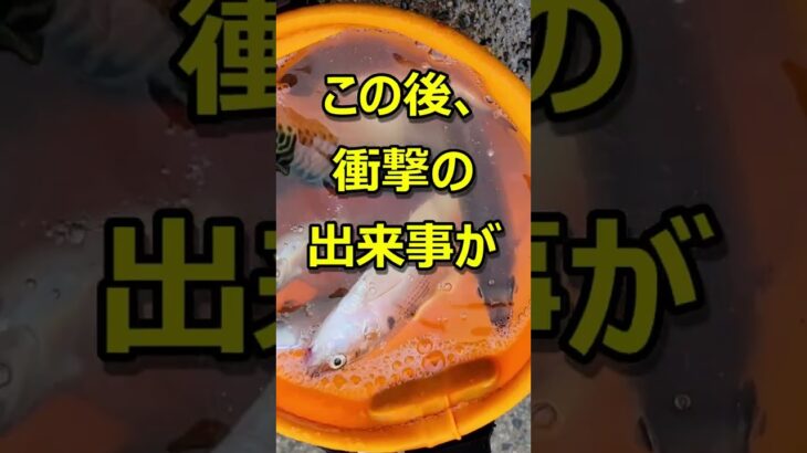 サビキ釣りで起こる衝撃の出来事 #shorts #サビキ釣り #衝撃エピソード