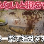 【エギング】イカを一撃で狂乱するエギとは⁉︎ 知らないと損します squid fishing