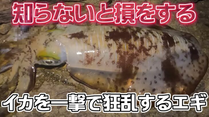 【エギング】イカを一撃で狂乱するエギとは⁉︎ 知らないと損します squid fishing