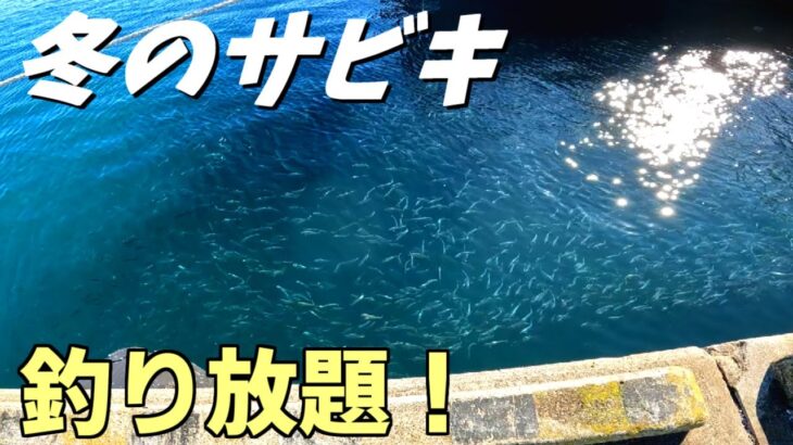 無限に釣れる！あるポイントに密集している魚を狙ってみた！【波崎】